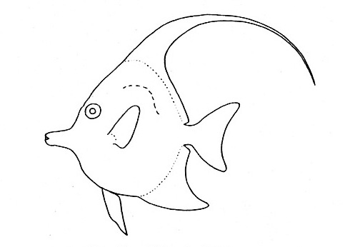 Representative of the family Zanclidae (Gosline & Brock, 1960, fig. 98)